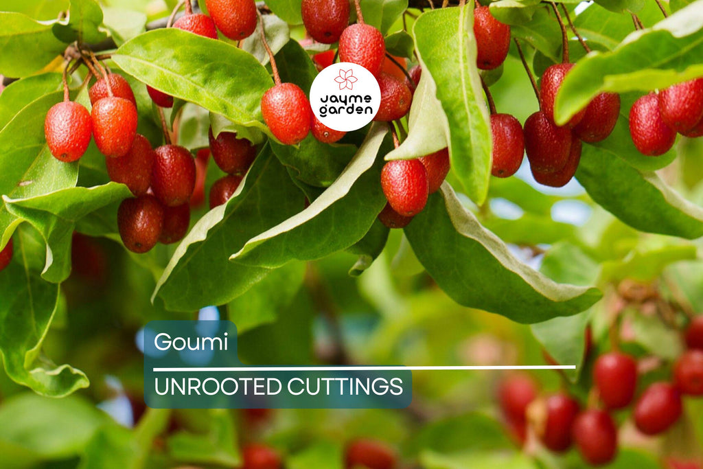 4 Goumi Cuttings | Edible Red Fruits, Nitrogen-Fixing, Cold Hardy Permaculture Tree for Edible Landscaping, No Ship to Ca, Az, Fl & Hi