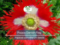 1000 Seeds Poppy Danish Flag, Red & White Cross Flowers, Huge Blooms, Pollinator-Friendly, Non-GMO, Stunning Garden Flowers for Borders