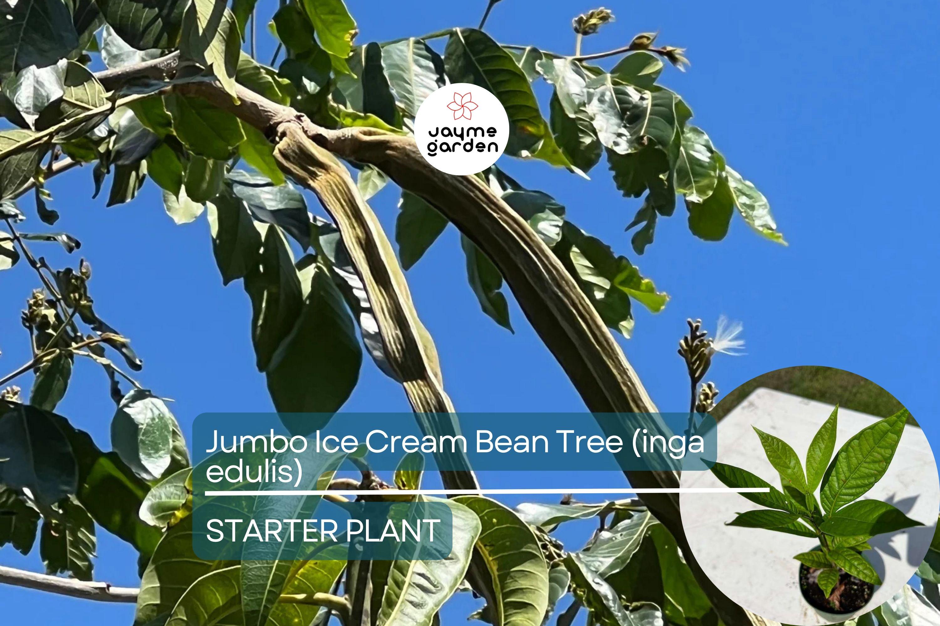 Jumbo Ice Cream Bean Tree (Inga edulis) Live Tropical Fruit Tree 12”-24” | Guama Machete with Sweet Vanilla-Flavored Pods