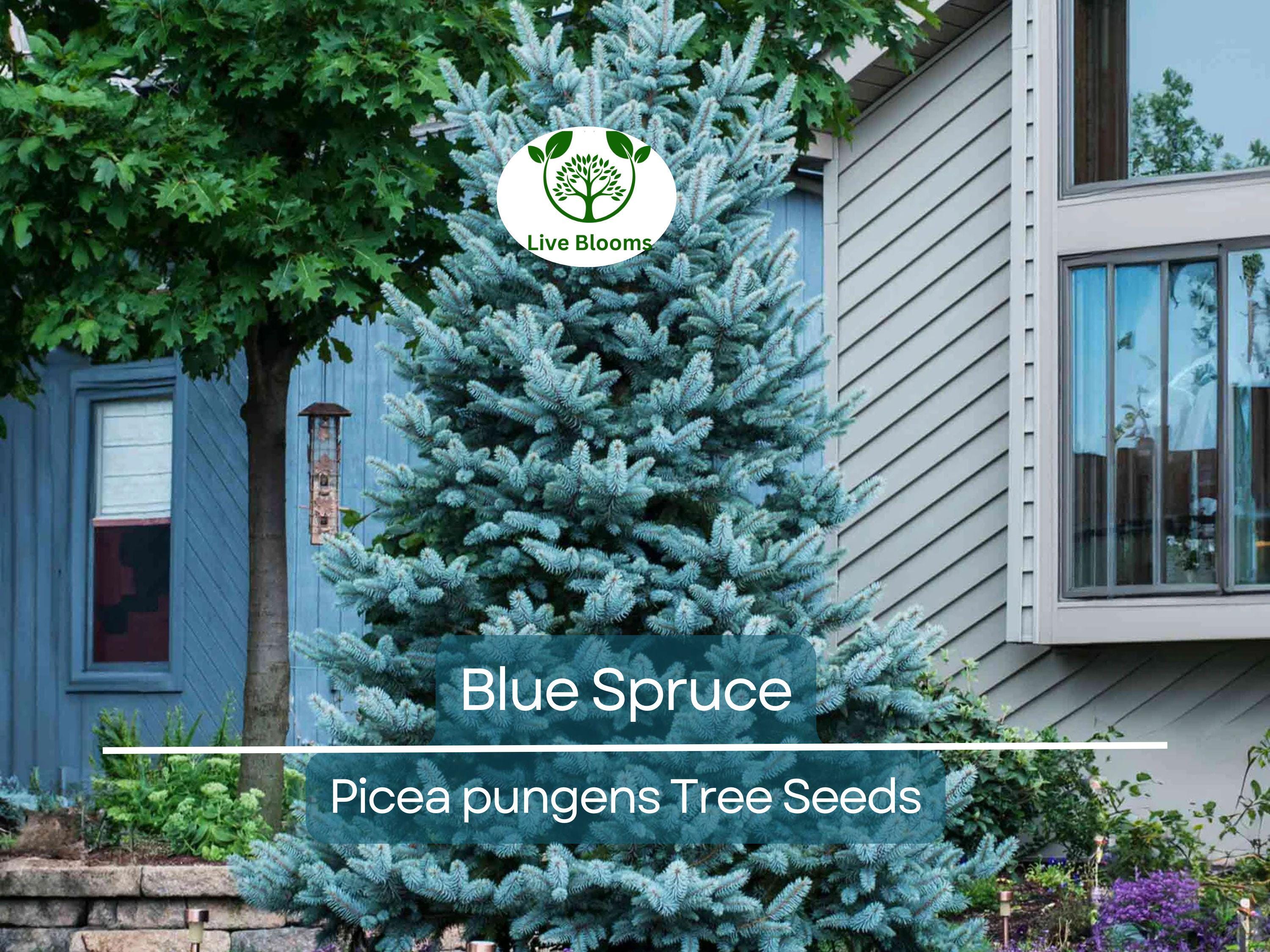 50 Blue Spruce Seeds - Picea pungens Trees, Colorado Blue Spruce, Evergreen Trees for Yard, Garden, & Landscaping, Hardy Conifer