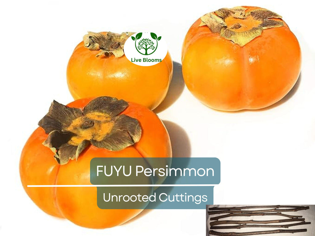 5 Unrooted Cutting 6-8" FUYU Persimmon Tree (Diospyros kaki) for Grafting – Fruit Tree Propagation