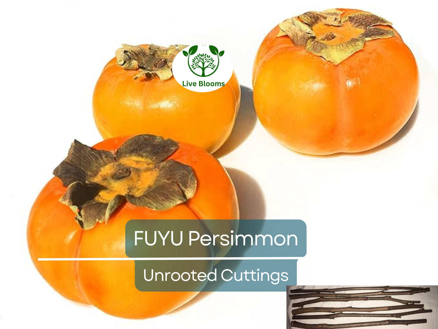 5 Unrooted Cutting 6-8" FUYU Persimmon Tree (Diospyros kaki) for Grafting – Fruit Tree Propagation