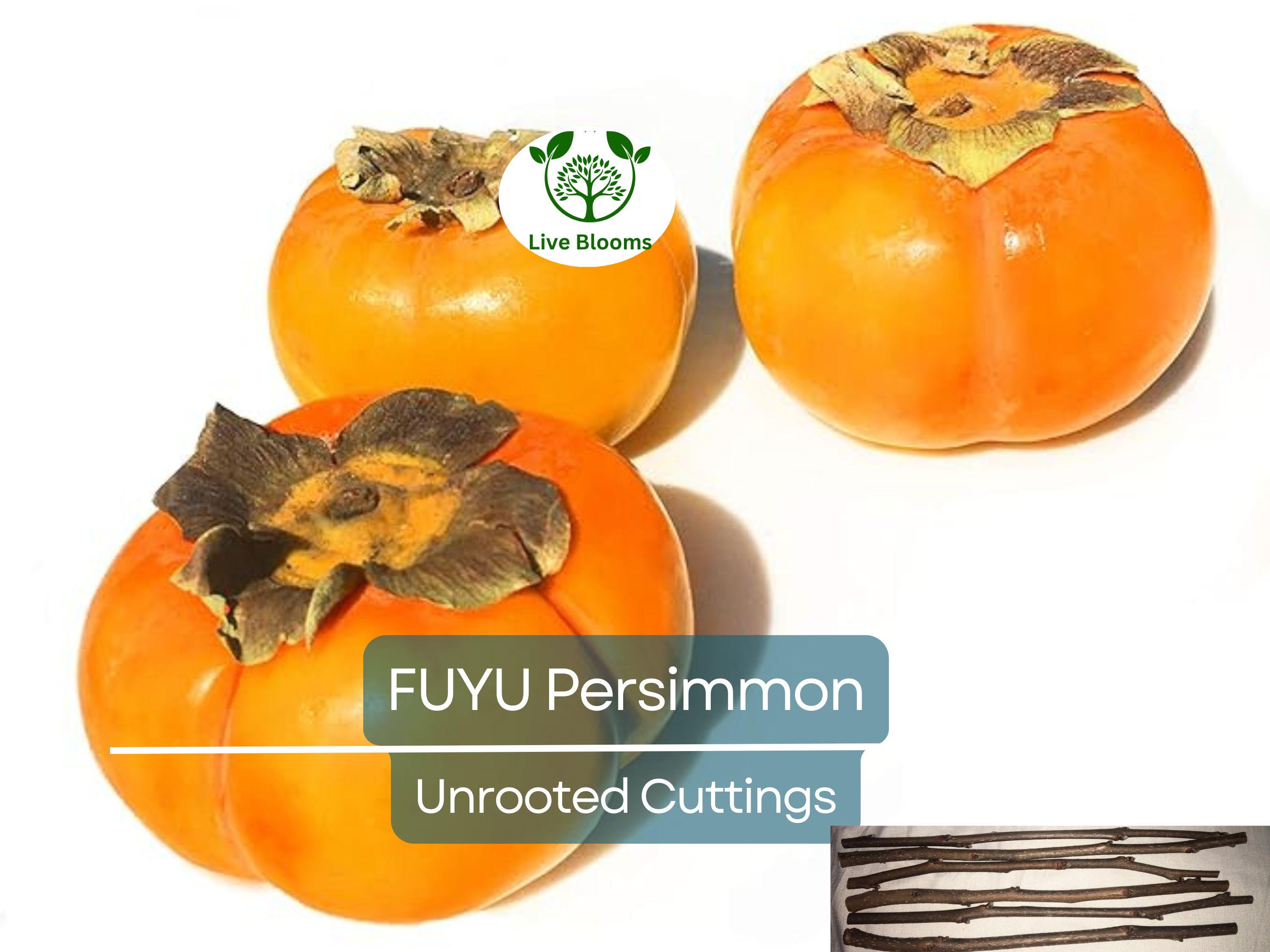 5 Unrooted Cutting 6-8" FUYU Persimmon Tree (Diospyros kaki) for Grafting – Fruit Tree Propagation