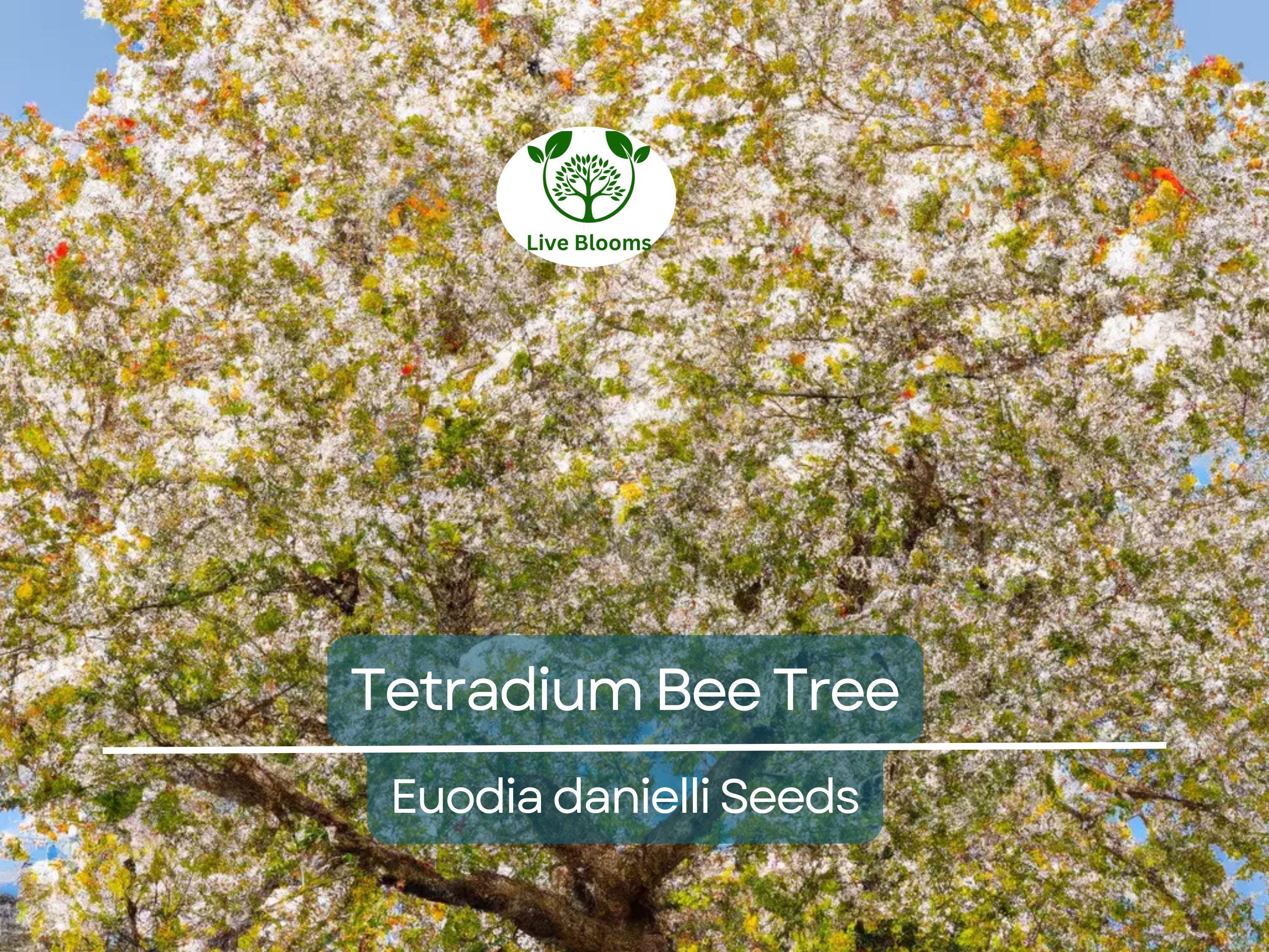 20 BEE TREE SEEDS (Euodia danielli) | Tetradium, Rare, Superior Honey, Pollinator-Friendly Tree, Attract Bees, Fast-Growing