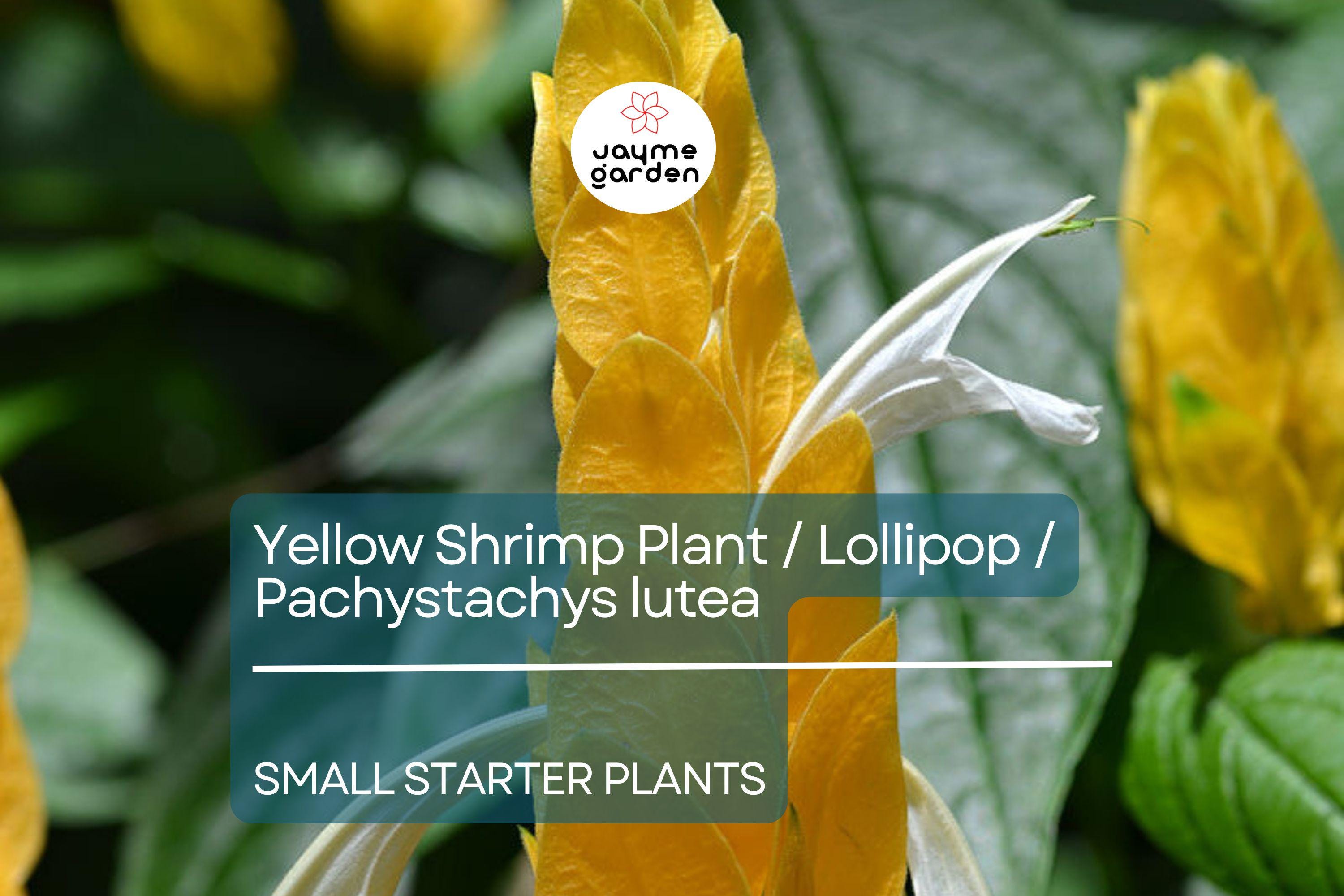 1 Yellow Shrimp Starter Plants - Pachystachys Lutea (Golden Lollipop Plant) - Tropical Plug Plants, 3-5 Inches, Bright Yellow Blooms