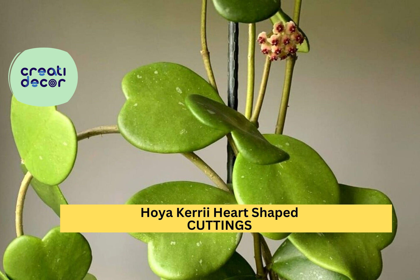 Hoya Kerrii Cutting | Heart-Shaped Valentine Vine | 2 Leaves 1 Node | Sweetheart Plant Starter | Rare Indoor Gift Idea