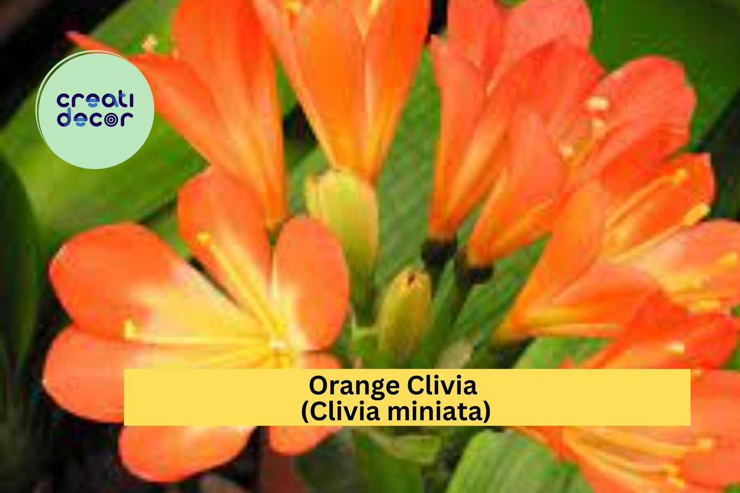 Orange Clivia Plant | Clivia miniata | Large Bare Root Live Perennial Houseplant