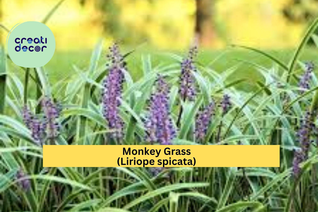 Monkey Grass ‘Big Blue’ – 50 Bare Root Liriope Spicata Plants, Hardy Clumping Ground Cover, Evergreen Border Grass for Sun or Shade