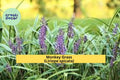 Monkey Grass ‘Big Blue’ – 50 Bare Root Liriope Spicata Plants, Hardy Clumping Ground Cover, Evergreen Border Grass for Sun or Shade
