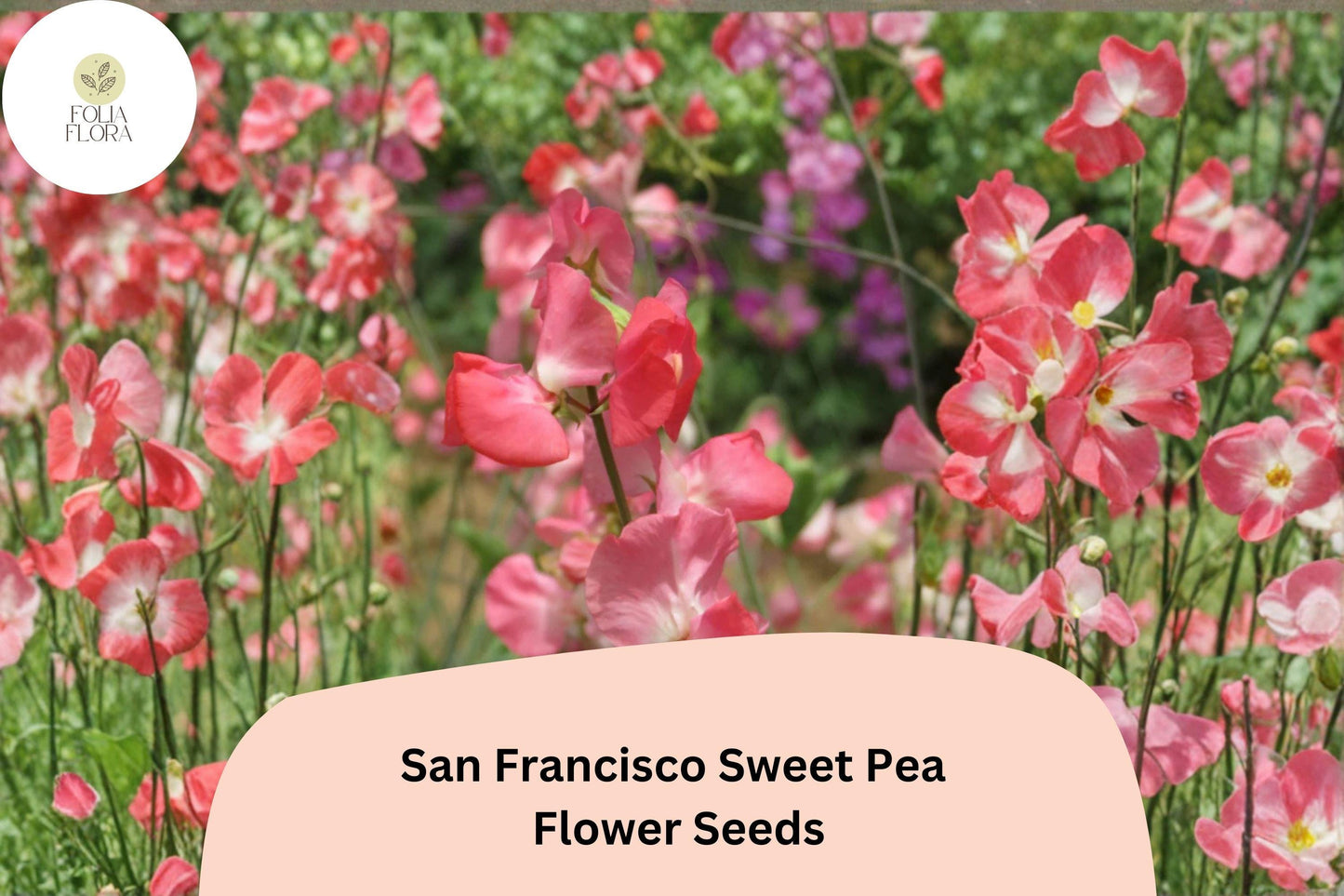 50+ San Francisco Semi-Dwarf Sweet Pea Seeds | Soft Pink Compact Climbing Flowers for Garden
