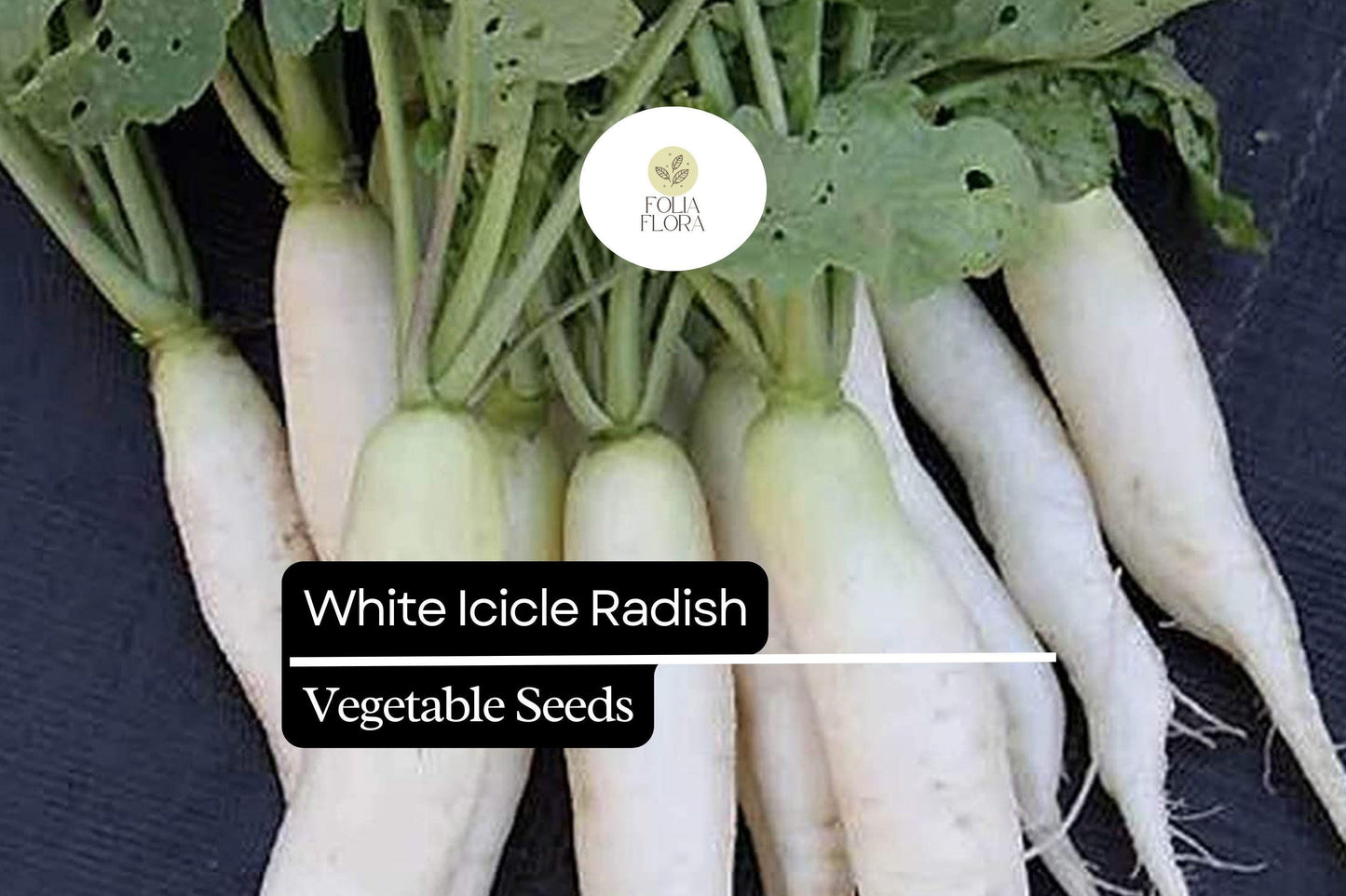 500+ White Icicle Radish Seeds – Heirloom Long White Radish for Garden Planting