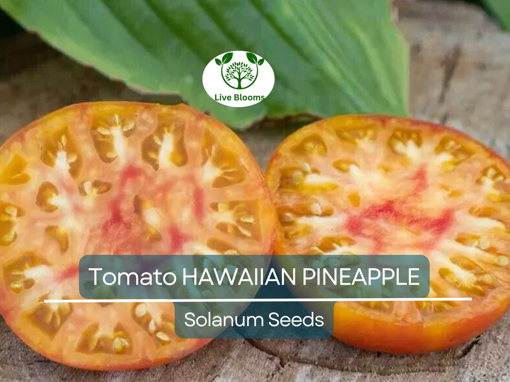 30 Hawaiian Pineapple Tomato Seeds – Heirloom Beefsteak | Lycopersicon esculentum | Indeterminate | Non-GMO Sweet Bicolor Fruit