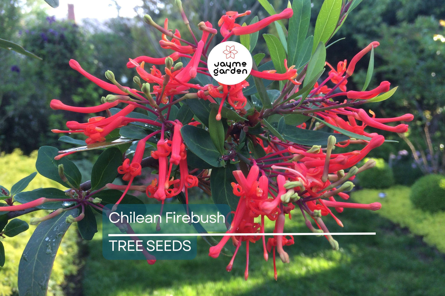 10 Chilean Firebush Tree Seeds (Embothrium coccineum) – Rare Scarlet Flame Red Tubular Flower, Hummingbird Magnet, Ornamental