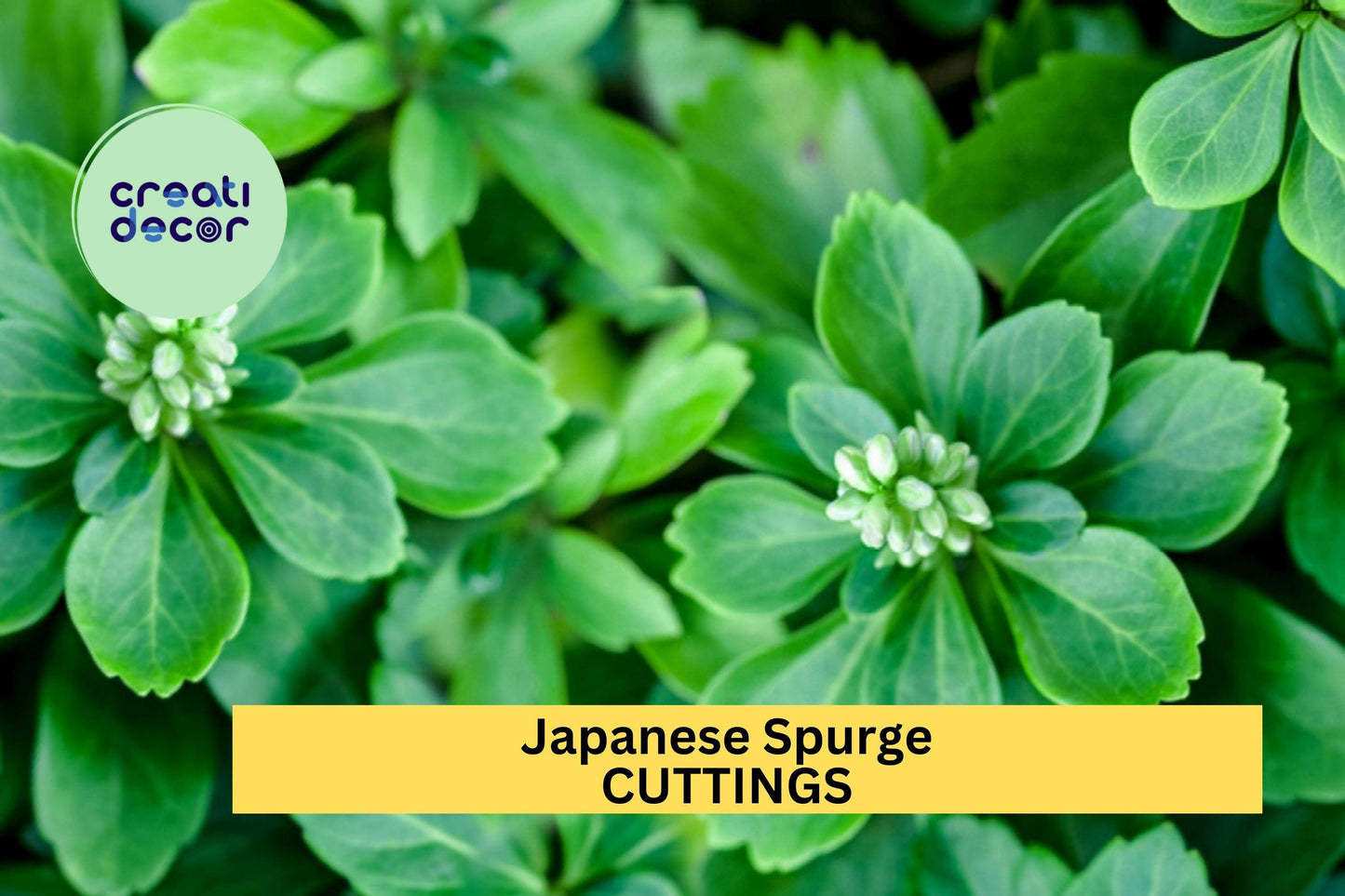 10 Pachysandra Cuttings | Japanese Spurge Evergreen Ground Cover | Shade Loving Perennial for Garden Borders and Landscaping
