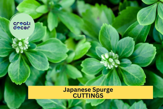 10 Pachysandra Cuttings | Japanese Spurge Evergreen Ground Cover | Shade Loving Perennial for Garden Borders and Landscaping
