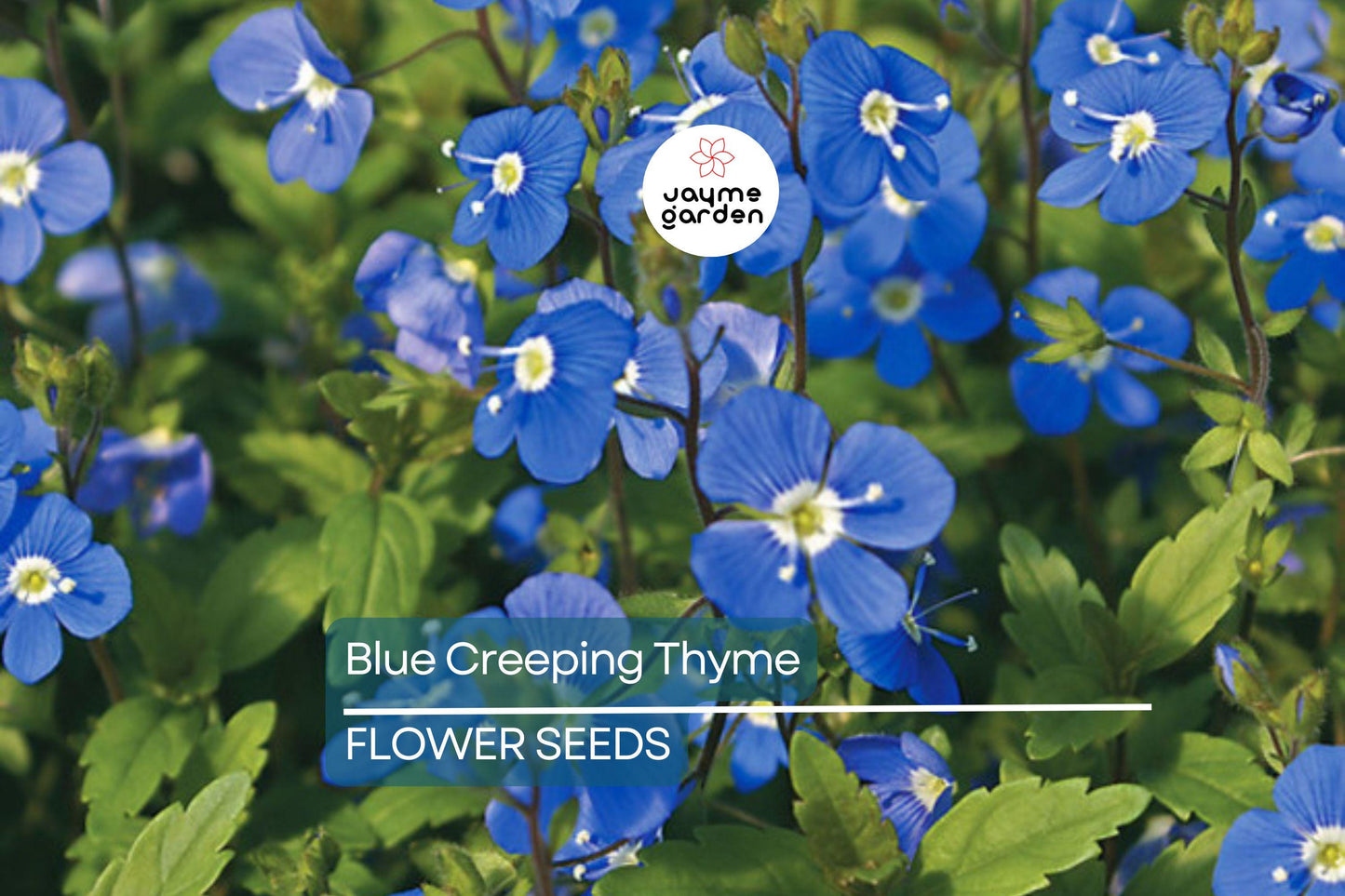 Blue Creeping Thyme Seeds - Non-GMO, Fragrant Ground Cover, Easy-Grow, Drought-Tolerant, Perfect for Rock Gardens, 300 Seeds