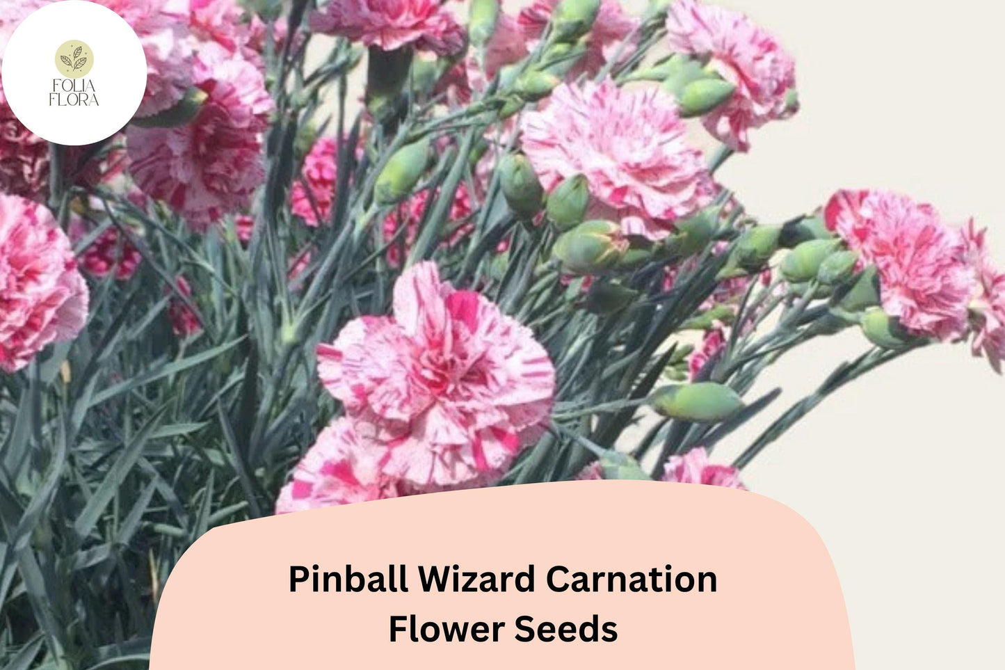 200+ Pinball Wizard Carnation Seeds for Garden Planting | Dianthus caryophyllus | Vibrant Pink & White Blooms