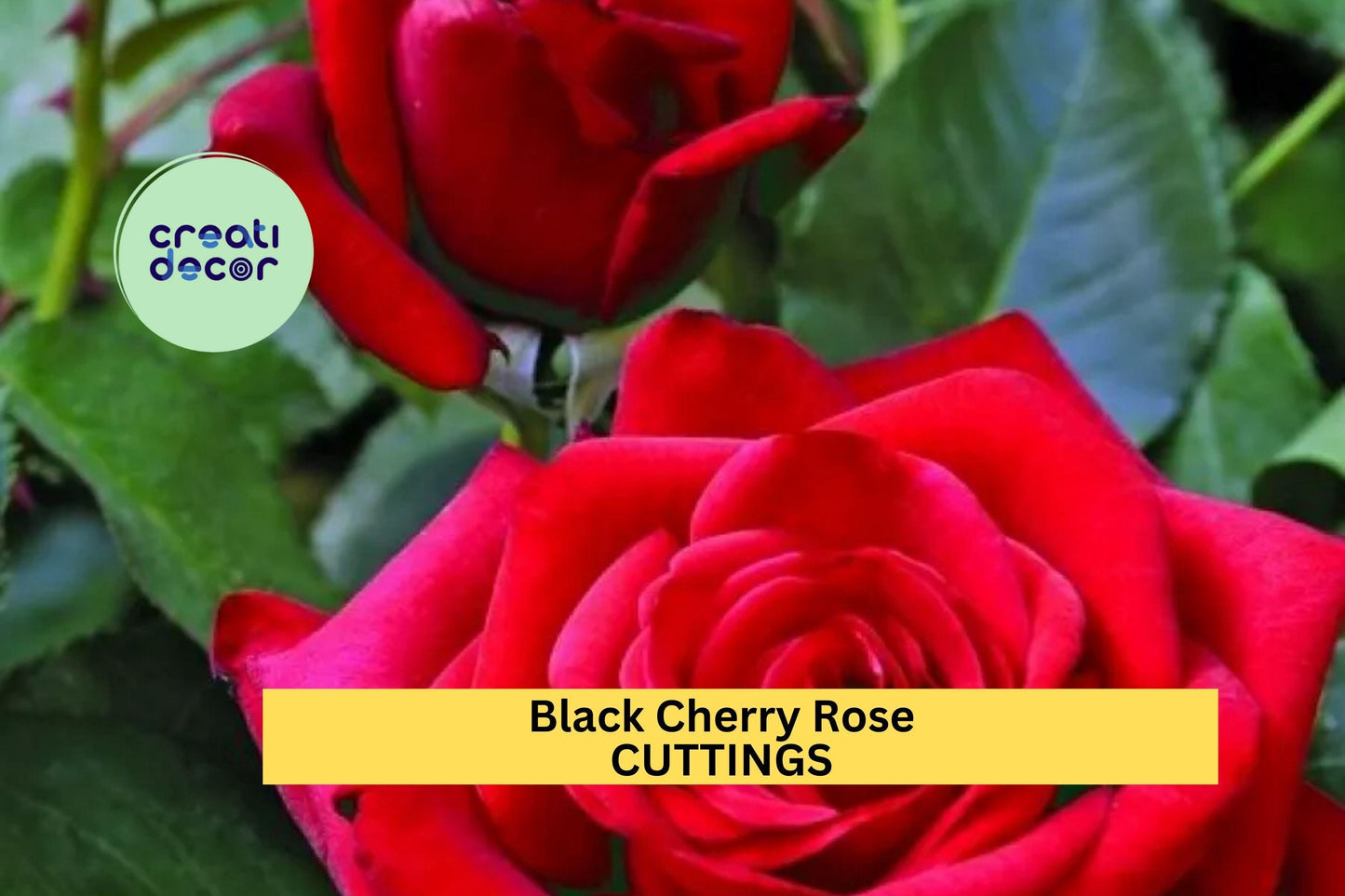 Super Rare Black Cherry Rose Cuttings (3) | Deep Red Rose for Grafting or Rooting | Unique Color Garden Rose Starter Pack