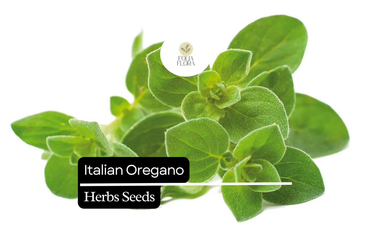 2000 Seeds Italian Oregano (Origanum vulgare) – Aromatic Culinary Herb for Gardens, Pots & Spice Racks