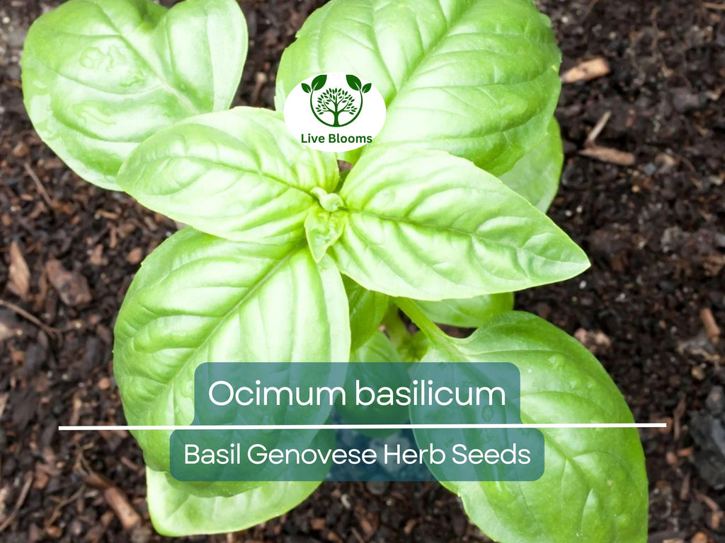 700 Basil Genovese Seeds for Planting - Ocimum basilicum - Fresh Italian Herb for Cooking, Pesto, Mediterranean Dishes, Easy to Grow