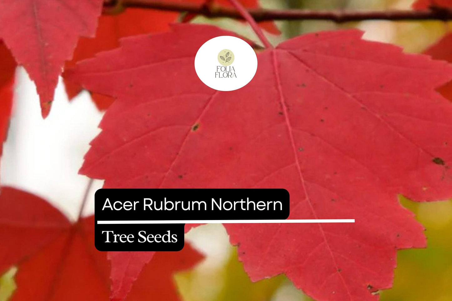 10 Seeds Acer rubrum Northern – Red Maple, Vibrant Autumn Foliage Shade Tree