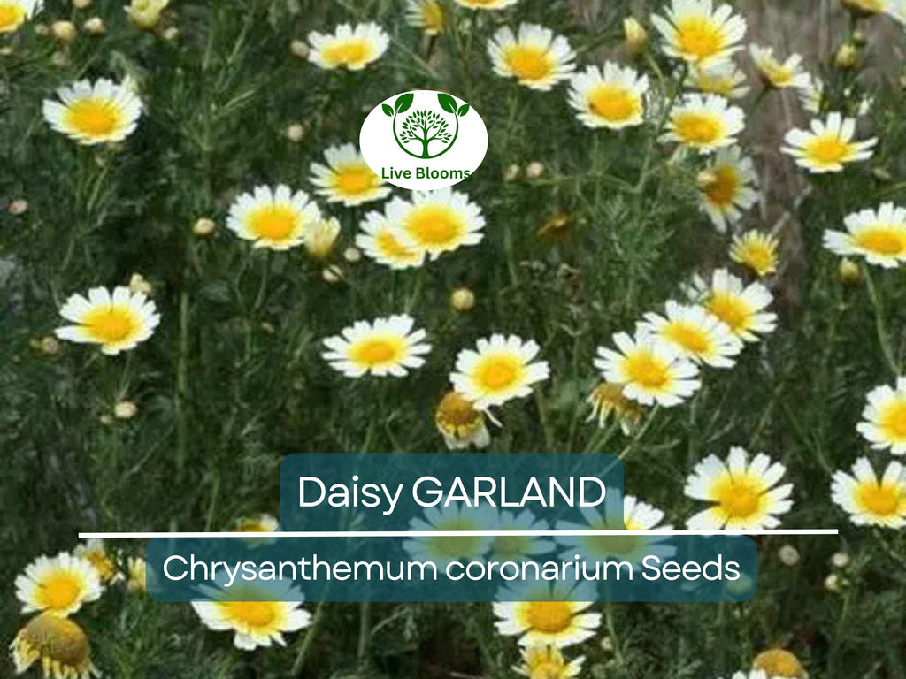 1000 Garland Daisy Seeds – Edible Chrysanthemum Leaves | Glebionis coronaria | Non-GMO Herb Flower | Shungiku | Asian Greens