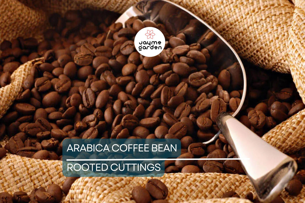 Arabica Coffee Plant | Live Rooted Starter | Grow & Brew Your Own Coffee | Indoor and Outdoor | Great Gift for Coffee Lovers