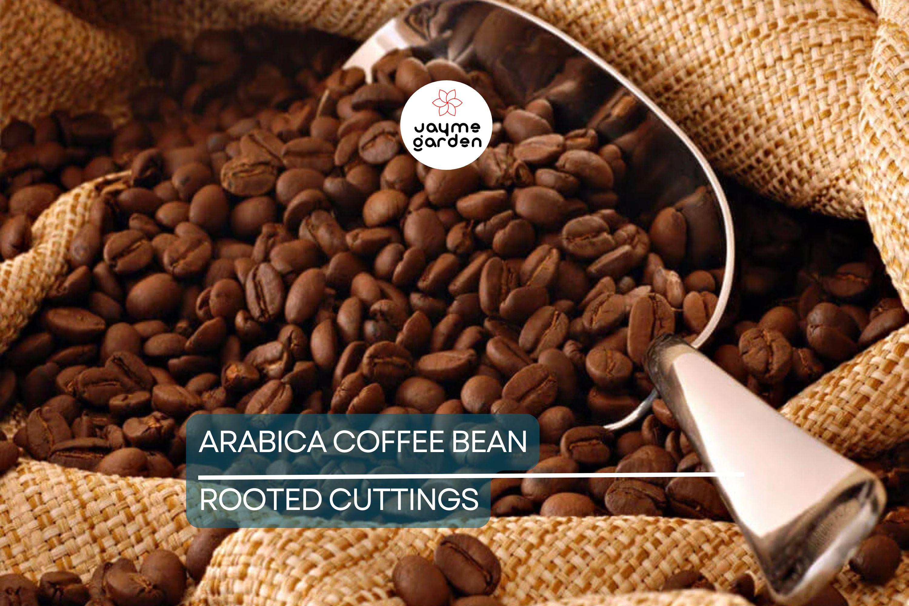 Arabica Coffee Plant | Live Rooted Starter | Grow & Brew Your Own Coffee | Indoor and Outdoor | Great Gift for Coffee Lovers