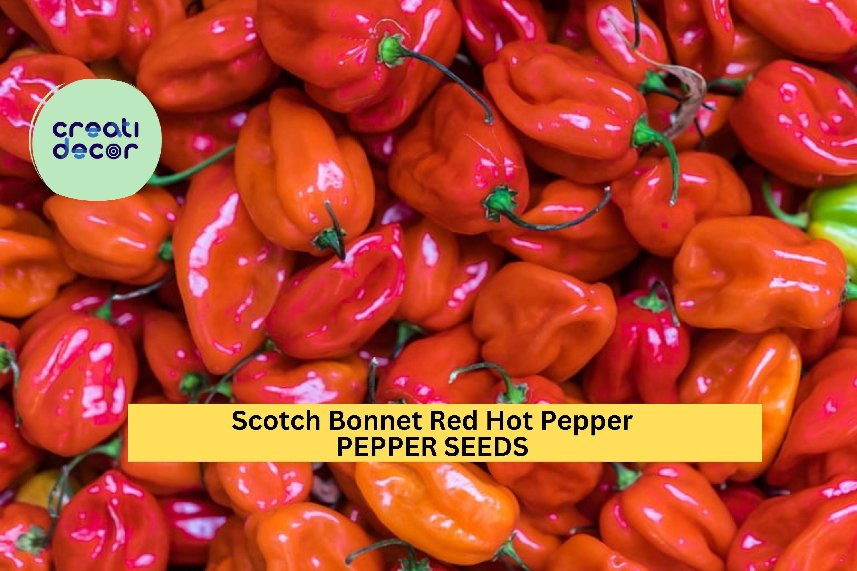 3pcs of 250mg Scotch Bonnet Red Hot Pepper Seeds – Caribbean Chili for Spicy Cooking, Garden Growing & Containers Seeds for Planting