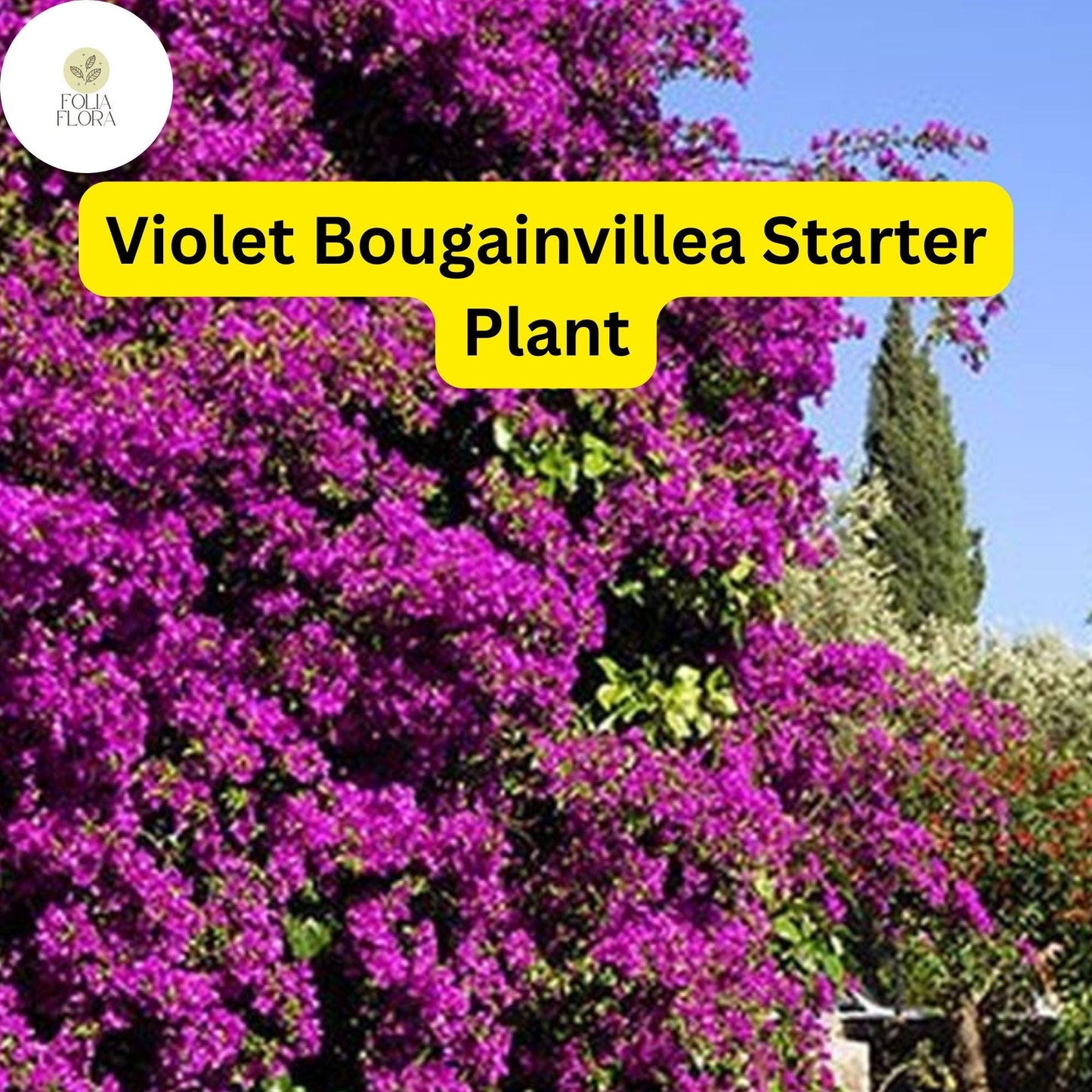 1 Well Rooted Violet Live Bougainvillea Starter/Plug Plant - Easy to Grow