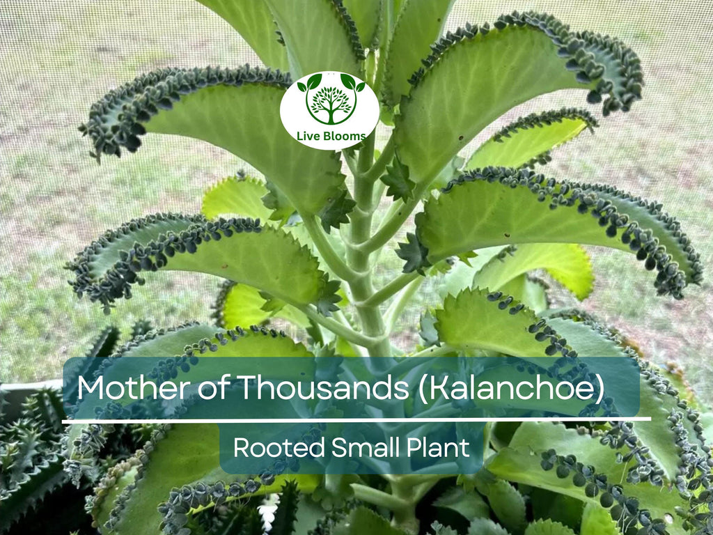 1 Mother of Thousands Plant (Kalanchoe) - Rooted Small Plant, Easy Care Succulent, Unique Indoor Plant, Fast-Growing, for Succulent Garden