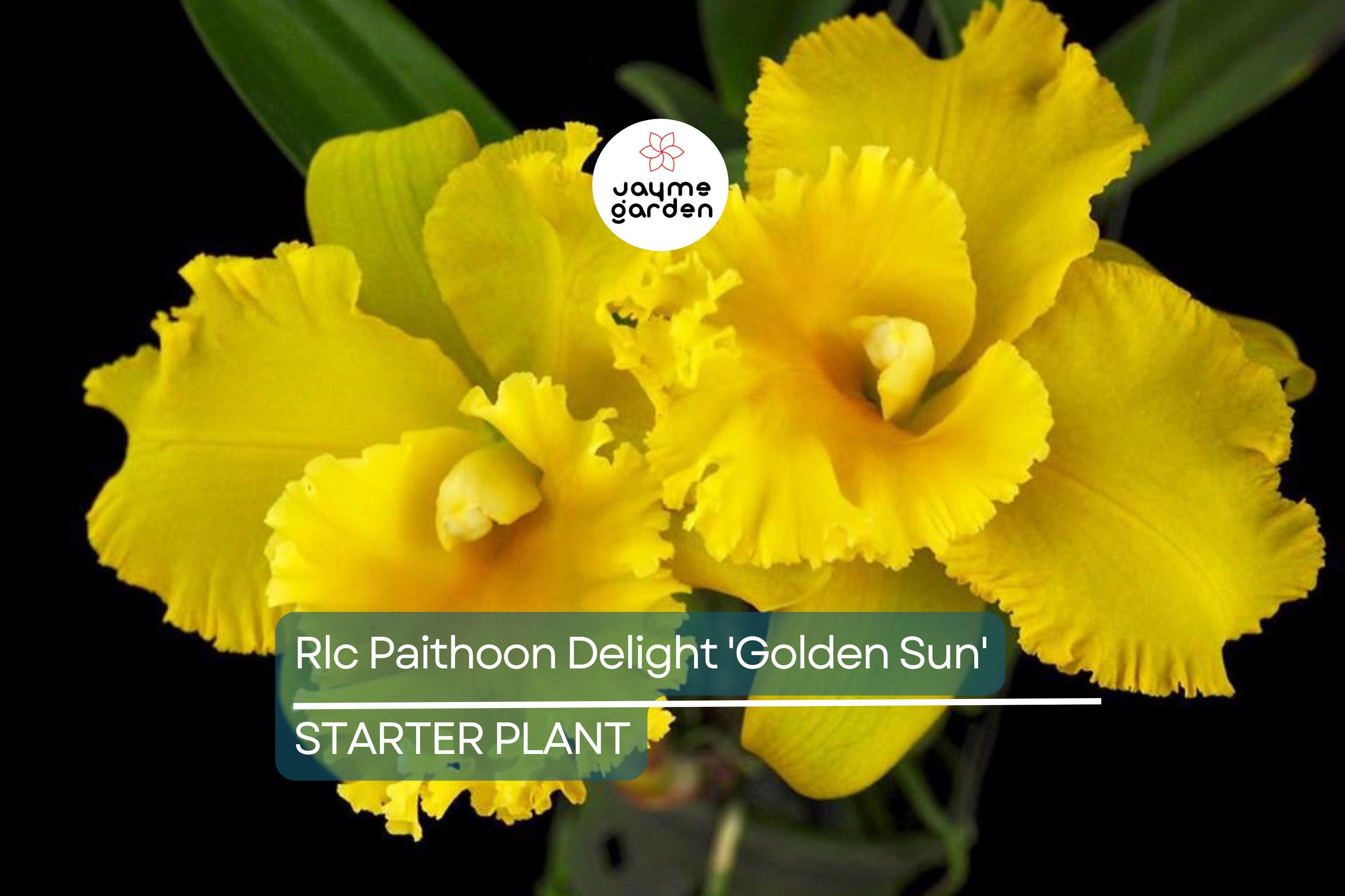 Rlc Pathoon Delight 'Golden Sun' Orchid | Live Starter Plant | Yellow Bloom | 3-Inch Potted Tropical Orchid | Indoor & Outdoor