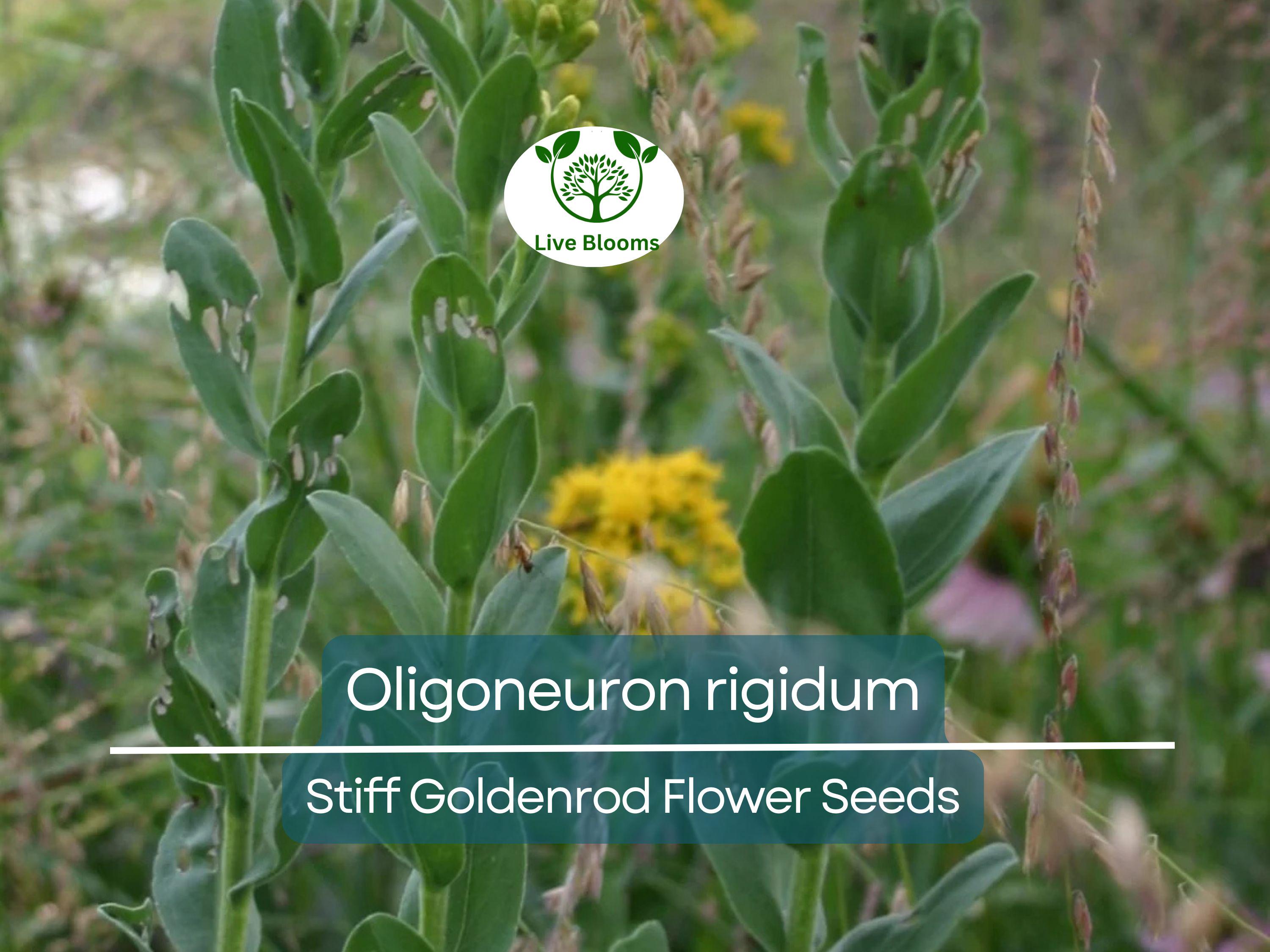 700 Oligoneuron Rigidum Stiff Goldenrod Seeds, Perennial Wildflower, Native, Yellow Blooms, Pollinator-Friendly, Garden, Landscape Plant