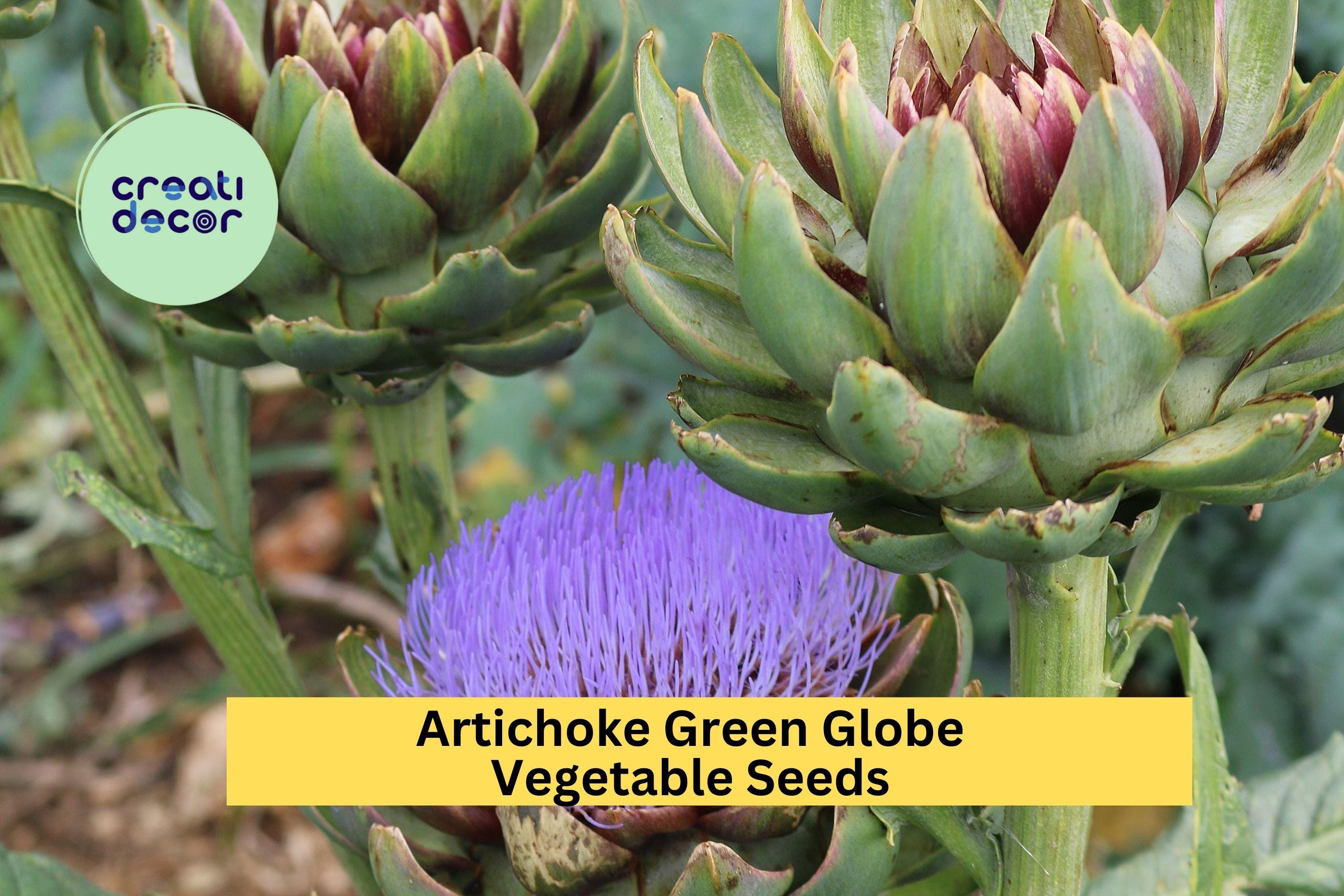 3pcs x 500mg Green Globe Artichoke Seeds – Heirloom Variety for Garden Beds, Containers, or Raised Vegetable Plots Seeds for Planting
