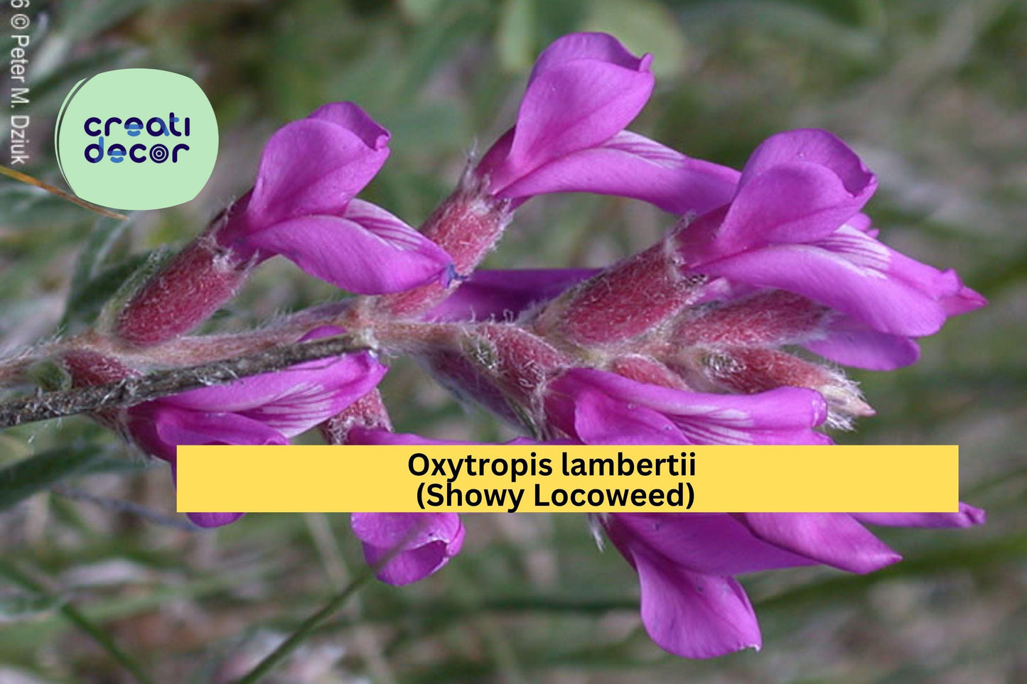 Showy Locoweed Seeds (Oxytropis lambertii) – 25 Native Wildflower Seeds | Drought-Tolerant Perennial | Pollinator-Friendly