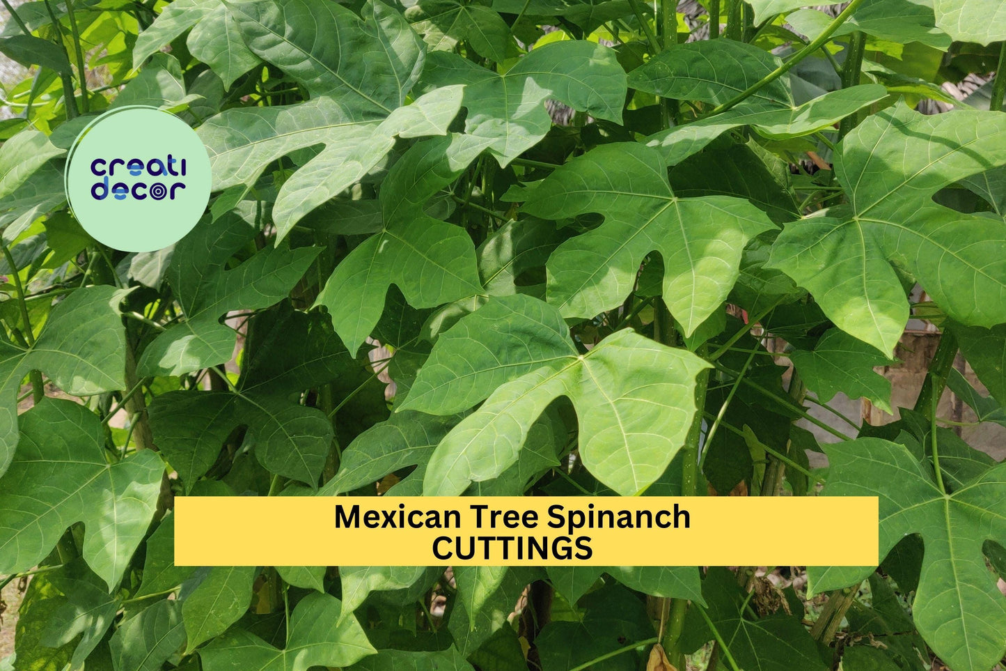 10 Organic Chaya Cuttings – Cnidoscolus aconitifolius | Mexican Tree Spinach for Propagation | Hardy Tropical Plant, Easy to Grow