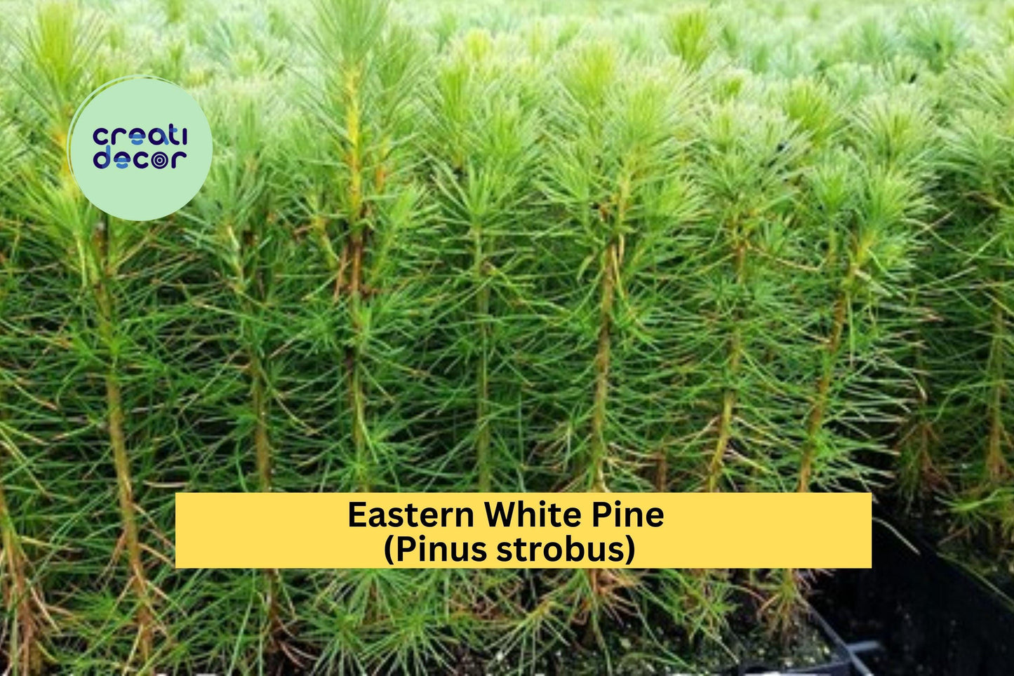 25 White Pine Seedlings | 6–10 Inch Bare Root Transplants | Live Eastern White Pine Trees for Landscaping, Reforestation & Windbreaks