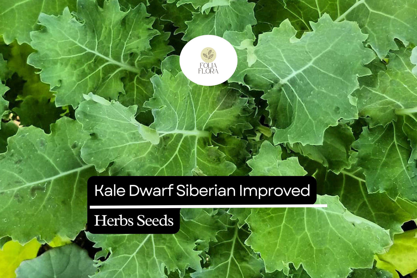 300 Seeds Kale Dwarf Siberian Improved Brassica oleracea | Non-GMO, Heirloom, Nutritious, Easy to Grow, Perfect for Winter Greens