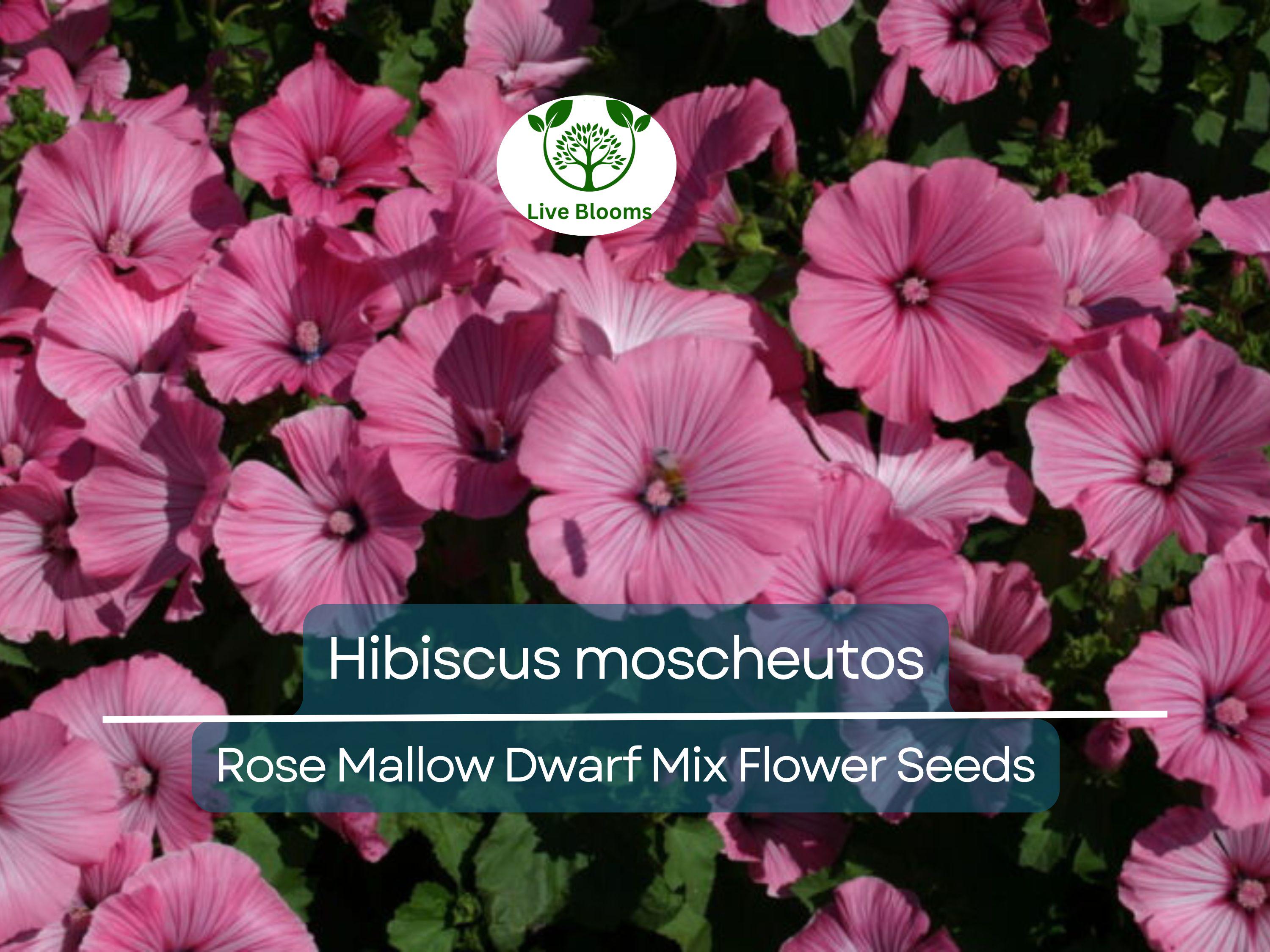 40 Seeds Rose Mallow Dwarf Mix (Hibiscus moscheutos) - Colorful Perennial Flower, Compact, Ideal for Gardens, Attracts Pollinators