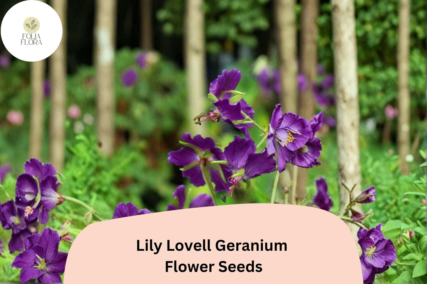 25+ Lily Lovell Geranium Seeds for Garden Planting – Purple Flowers, Hardy Perennial