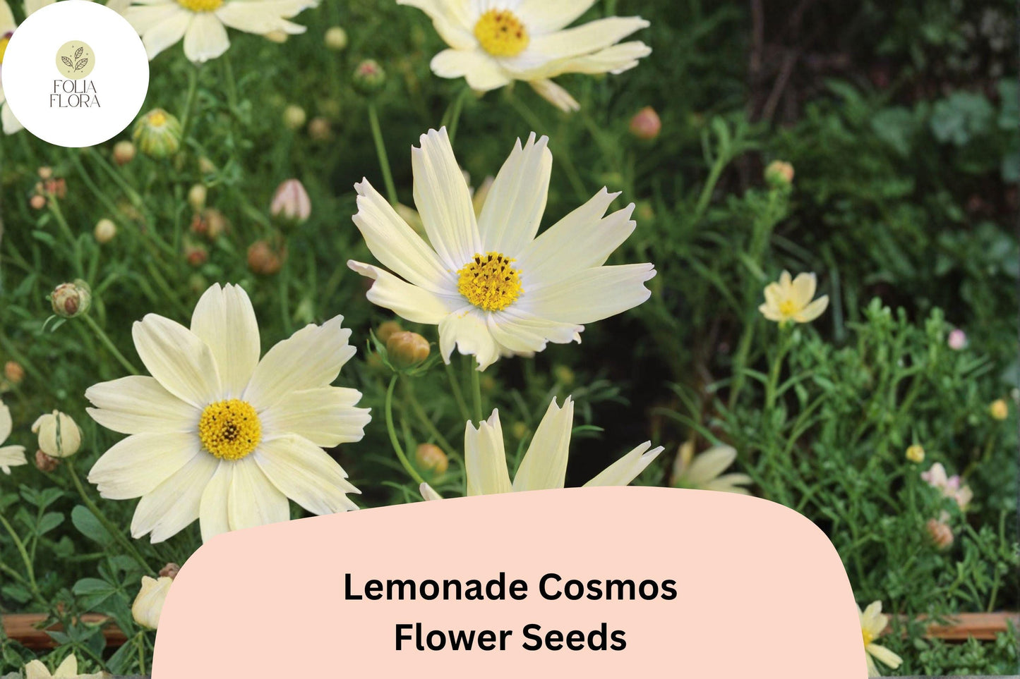 200+ Lemonade Cosmos Seeds | Cosmos Bipinnatus Soft Yellow Blooms | Garden & Pollinator Flower Seeds