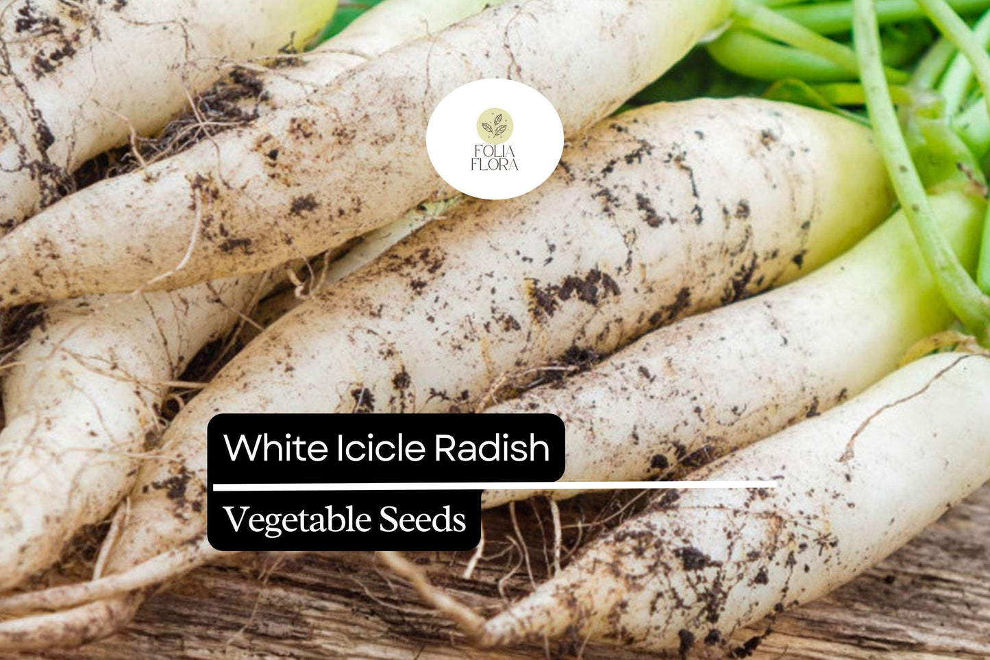 500+ White Icicle Radish Seeds – Heirloom Long White Radish for Garden Planting