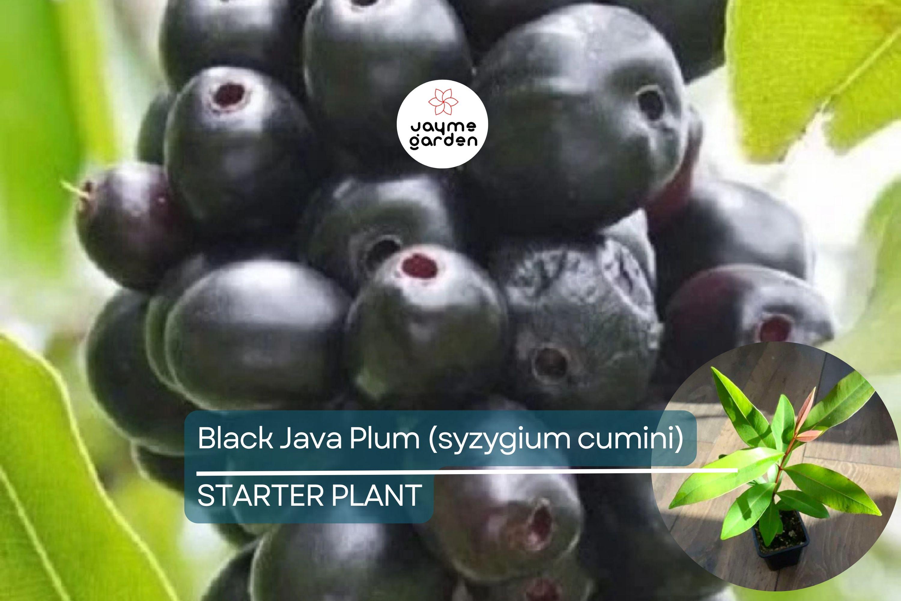 Black Java Plum Tree - Live Syzygium cumini 1’-2’ Tall | Tropical Fruit Tree | Nutritious Plum for Culinary & Medicinal Use