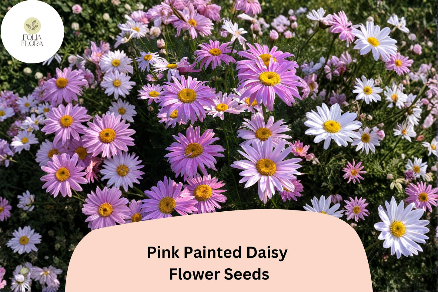 200+ Pink Painted Daisy Seeds | Tanacetum coccineum | Bright Perennial Flower | Pink Garden Blooms