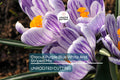 Crocus Purple Blue White Striped Mix – 5 Flower Bulbs, Cold Hardy Perennial