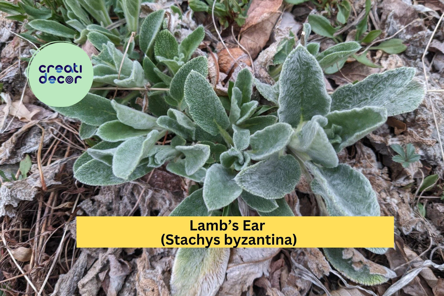 3 Lamb’s Ear Starter Plants – Stachys byzantina – Soft Silver Foliage Perennial – Drought-Tolerant Groundcover for Garden Beds