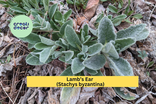 3 Lamb’s Ear Starter Plants – Stachys byzantina – Soft Silver Foliage Perennial – Drought-Tolerant Groundcover for Garden Beds