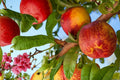 Mericrest Nectarine Tree 1 Live Plant 2ft Tall Bare Root (Prunus persica var. nucipersica)