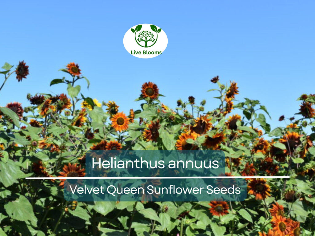 1 Gram Seeds Velvet Queen Sunflower for Planting | Vibrant Rusty-Red Blooms | Ornamental Sunflowers for Gardens, Bouquets, and Wildlife
