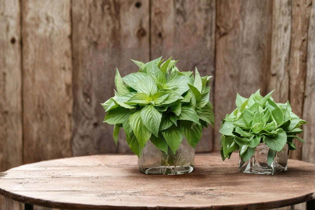 Lemon Basil – Ocimum basilicum Seeds | 75 Seeds | Citrus-Scented Culinary Herb | Edible Garden Favorite